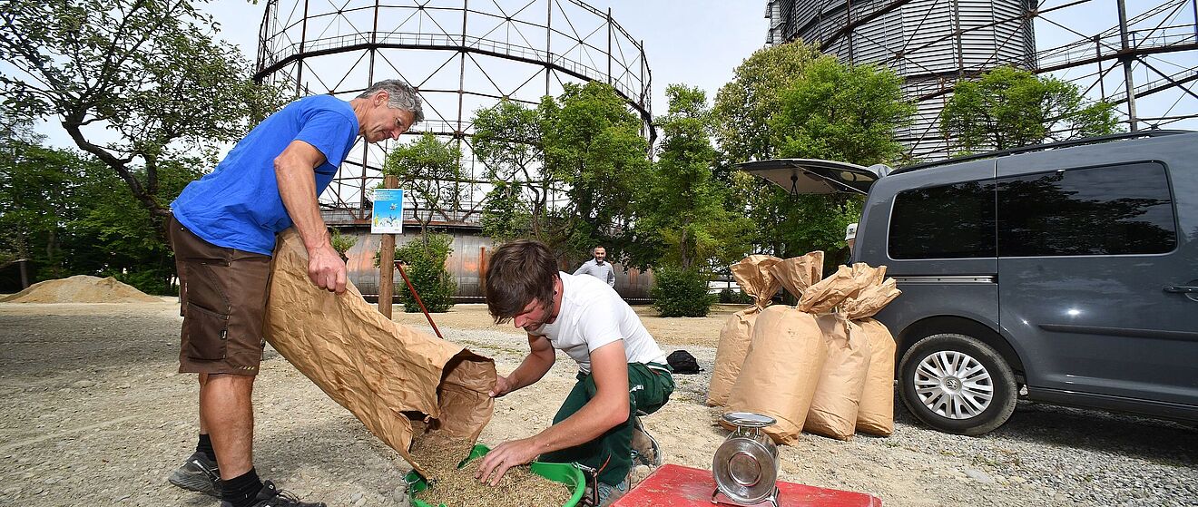Zwei Männer streuen auf dem Gaswerkgelände Samen in einen grünen Behälter. Weiterverlinkung auf ein Stück Siebentischwald Newsartikel