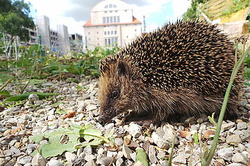 Igel-vor-demOfenhaus_Foto-Pareaz-eVSusanne_Thoma.JPG