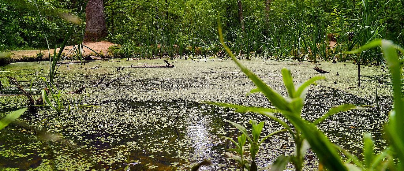 Himmelsweiher im Stadtwald Augsburg