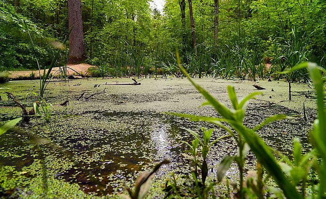 Himmelsweiher im Stadtwald Augsburg