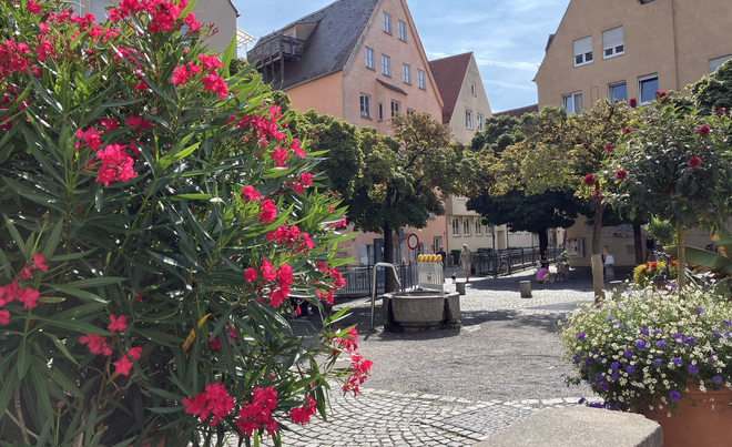 Trinkwasserbrunnen in der Augsburger Altstadt. Im Vordergrund sind Büsche mit Blumen. 