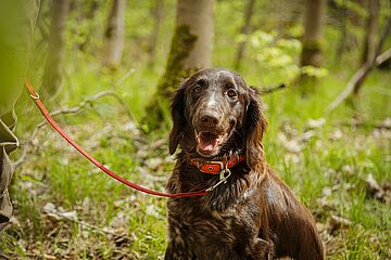 Hund vom Förster lächelt in die Kamera. - Ein Klick auf das Bild führt zur vergrößerten Fotoansicht.