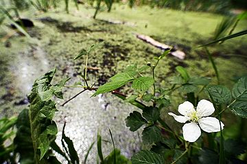 Himmelsweiher Stadtwald Augsburg