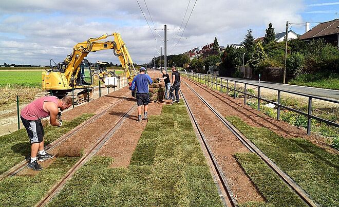 Männer verlegen Rasen zwischen den Gleisen.