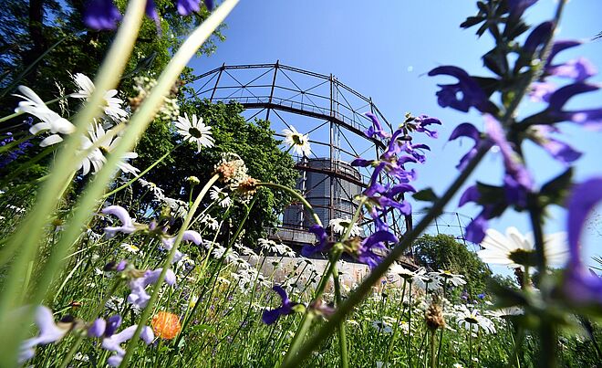 Blühende Blumenwiese auf dem Gaswerksgelände. Im Hintergrund ist das Gaswerk