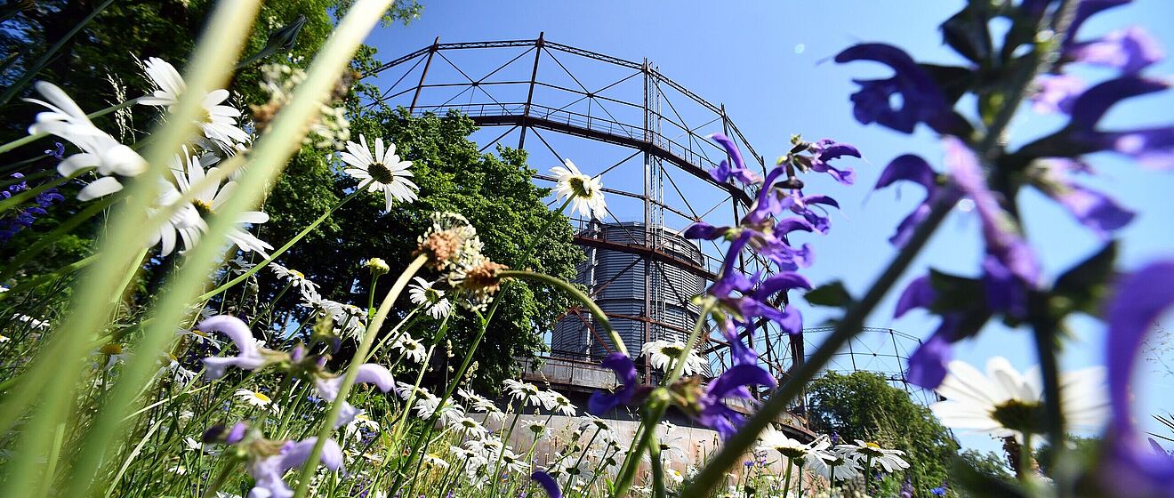 Blühende Blumenwiese auf dem Gaswerksgelände. Im Hintergrund ist das Gaswerk