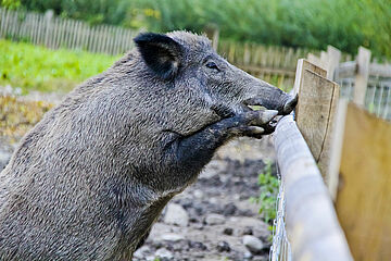 Wildschwein im Landsberger Wildpark / Bild: Stadt Landsberg am Lech