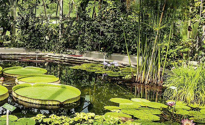 Im Vordergrund befindet sich ein Teich. Im Hintergrund sind weitere Pflanzen.