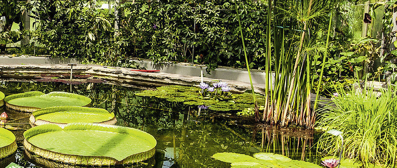 Im Vordergrund befindet sich ein Teich. Im Hintergrund sind weitere Pflanzen.