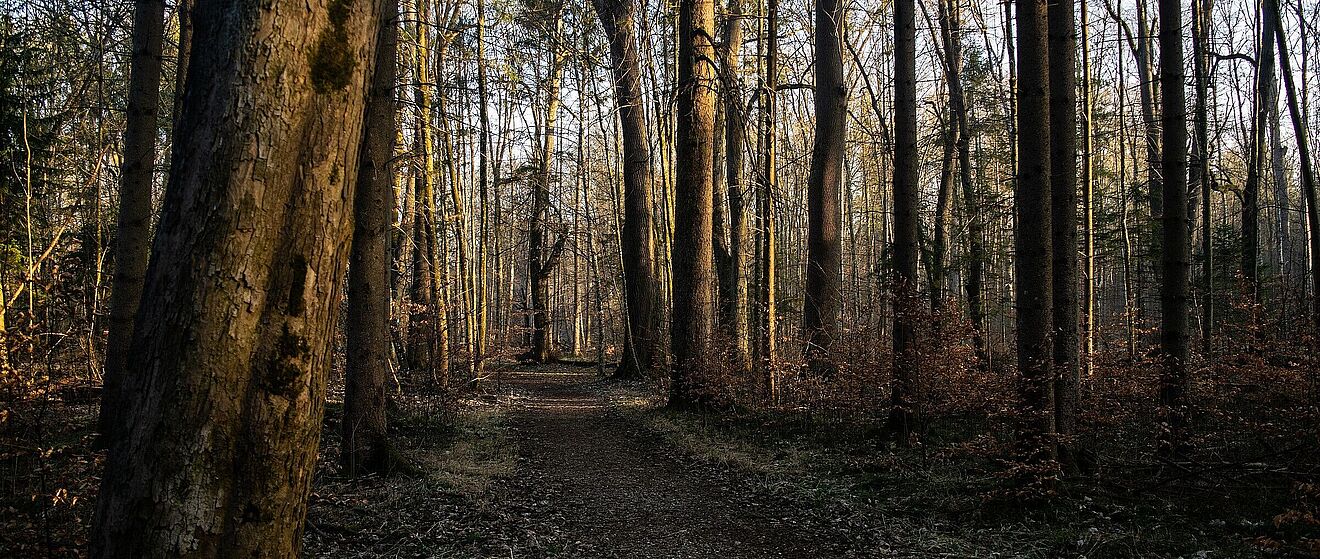 Stimmungsaufnahme des Siebentischwaldes - die Bäume haben die Blätter bereits abgeworfen.