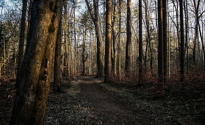 Stimmungsaufnahme des Siebentischwaldes - die Bäume haben die Blätter bereits abgeworfen.