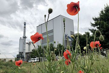 Blumenwiese mit roten Blumen. Im Hintergrund ist das Biomasse Heizkraftwerk. - Ein Klick auf das Bild führt zur vergrößerten Fotoansicht