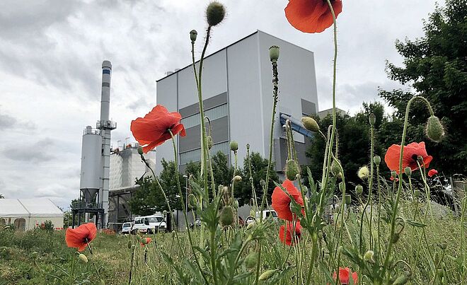 Blumenwiese mit roten Blumen. Im Hintergrund ist das Biomasse Heizkraftwerk. 