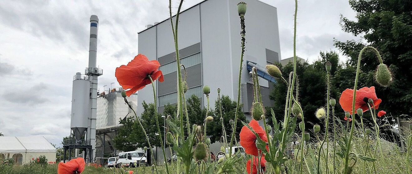 Blumenwiese mit roten Blumen. Im Hintergrund ist das Biomasse Heizkraftwerk. 