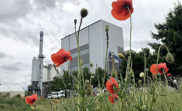 Blumenwiese mit roten Blumen. Im Hintergrund ist das Biomasse Heizkraftwerk. 