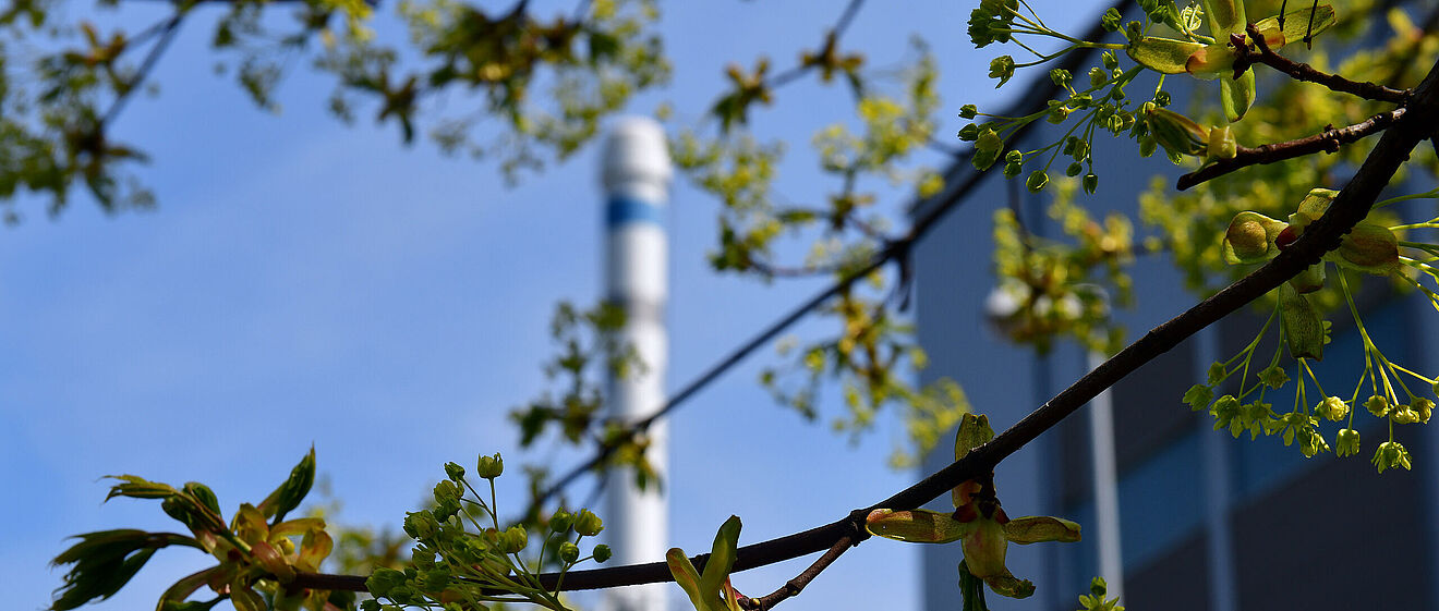 Eine Nahaufnahme von einem Zweig mit Blüten im Hintergrund ist ein verschwommenes Gebäude zu sehen