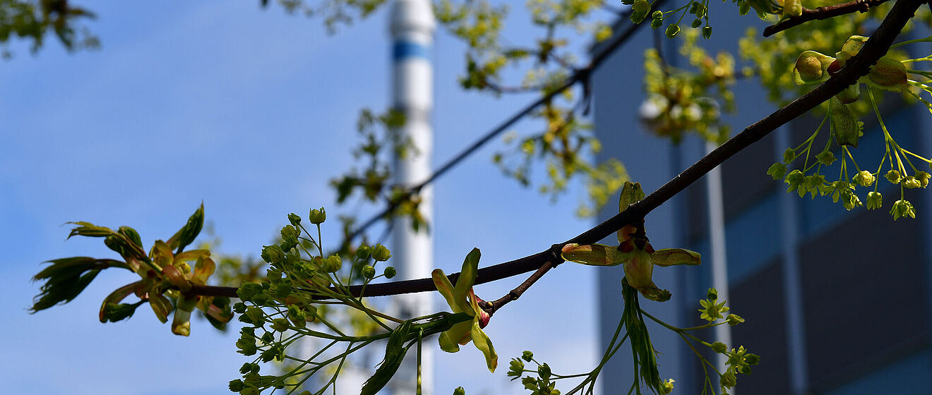 Eine Nahaufnahme von einem Zweig mit Blüten im Hintergrund ist ein verschwommenes Gebäude zu sehen
