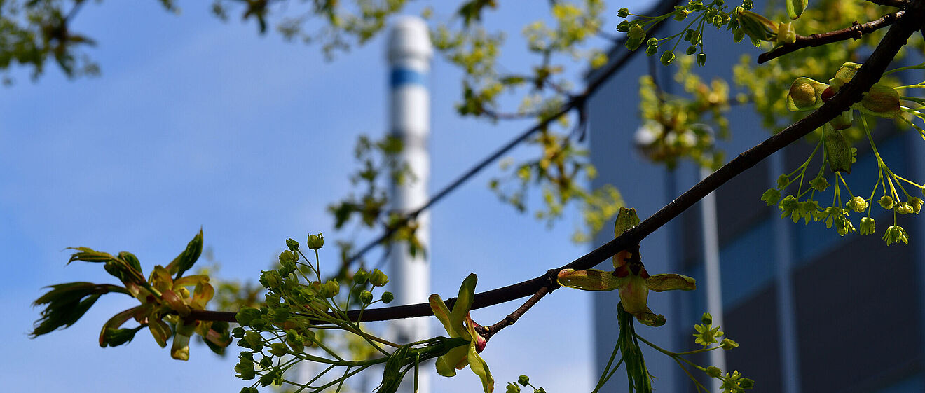 Eine Nahaufnahme von einem Zweig mit Blüten im Hintergrund ist ein verschwommenes Gebäude zu sehen