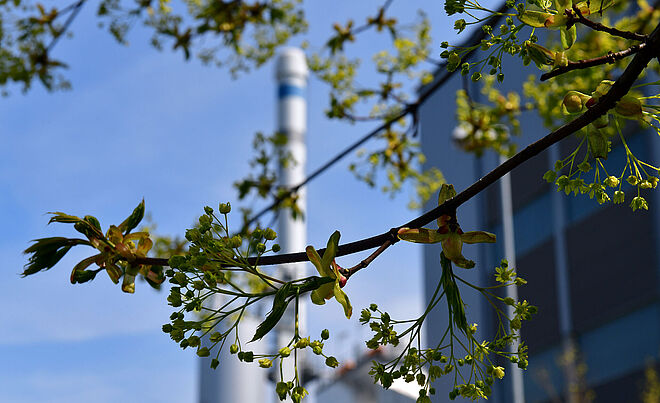 Eine Nahaufnahme von einem Zweig mit Blüten im Hintergrund ist ein verschwommenes Gebäude zu sehen