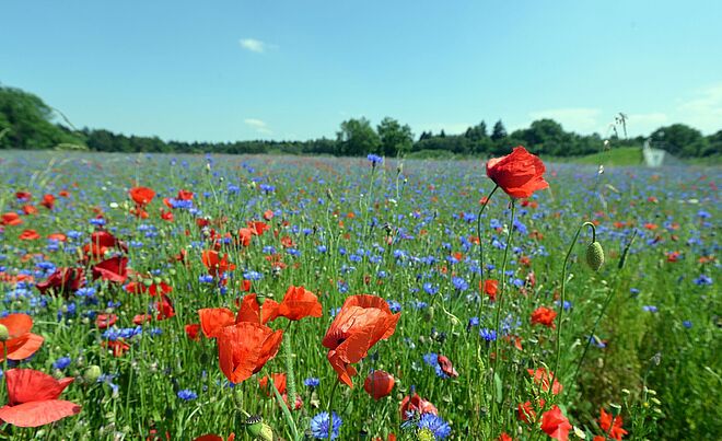 Eine Wiese mit vielen roten und blauen Blumen.