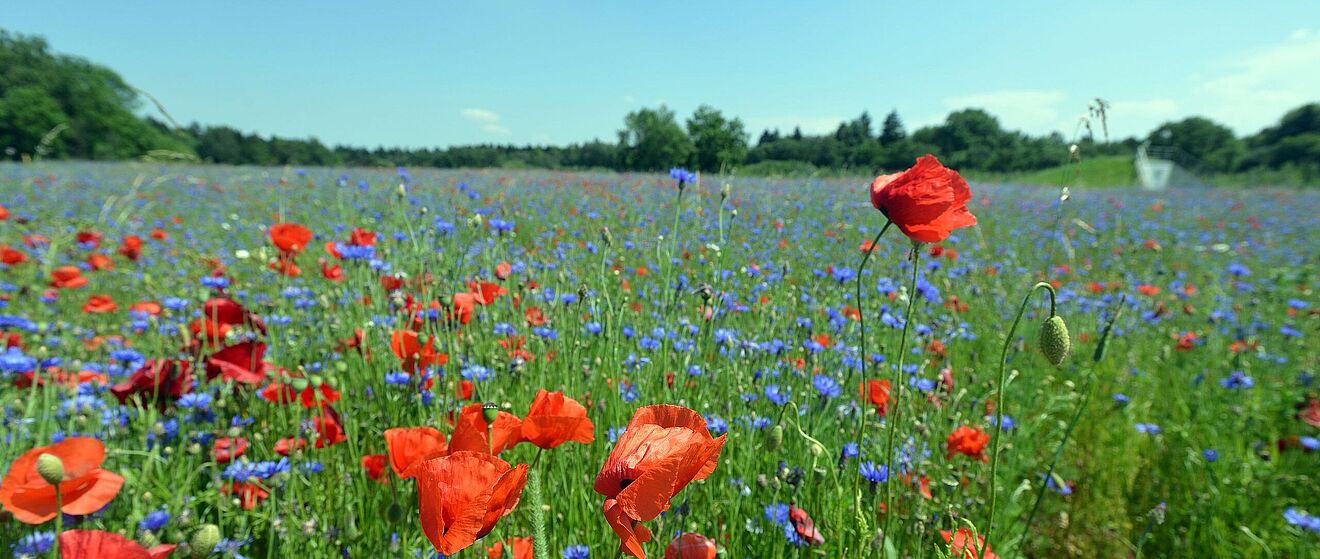 Eine Wiese mit vielen roten und blauen Blumen.