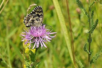 Schmetterling sitzt auf einer pinken Blume auf einer Wiese im Stadtwald