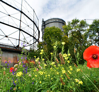 Blühende Blumenwiese. Im Hintergrund ist das Gaswerk.