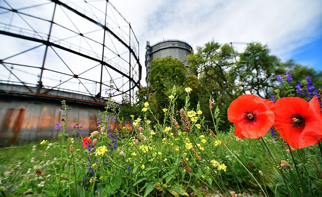 Blühende Blumenwiese. Im Hintergrund ist das Gaswerk.