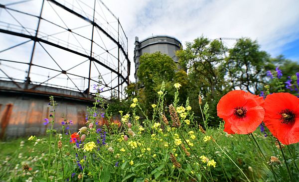 Blühende Blumenwiese. Im Hintergrund ist das Gaswerk.