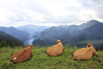 Drei Kühe liegen auf einer Wiese auf dem Wallberg. Im Hintergrund sind weitere Berge. Ein Klick sorgt für eine Großansicht des Bildes