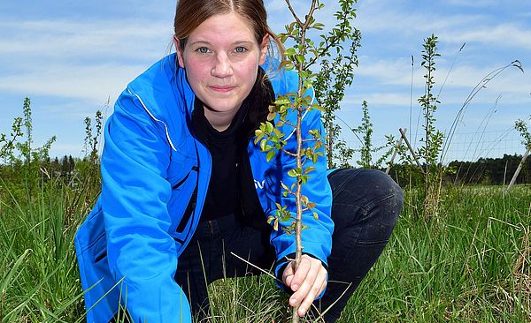 Junge der Baum auf einer Wiese einpflanzt. 