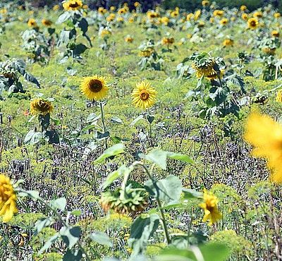 Blühfläche mit Sonnenblumen.