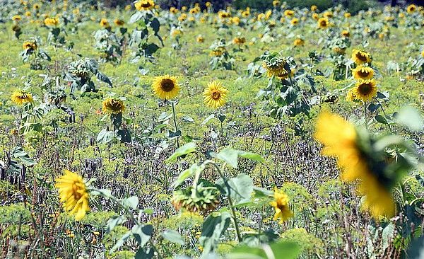 Blühfläche mit Sonnenblumen.